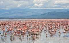 Desktop image. Animals. ID:34464