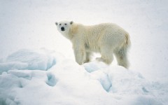 Desktop image. Animals. ID:34465