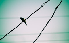 Desktop image. Animals. ID:34466