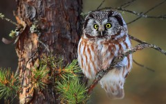 Desktop image. Animals. ID:50541