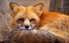 Desktop image. Animals. ID:34469