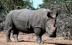 Desktop image. Animals. ID:34471