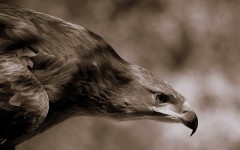 Desktop image. Animals. ID:34472