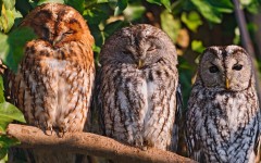 Desktop image. Animals. ID:50551