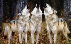 Desktop image. Animals. ID:34477