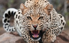 Desktop image. Animals. ID:34479
