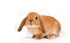 Desktop image. Animals. ID:34480