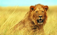 Desktop image. Animals. ID:34482