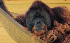 Desktop image. Animals. ID:34483