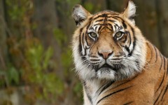 Desktop image. Animals. ID:34484