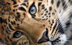 Desktop image. Animals. ID:50639