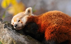 Desktop image. Animals. ID:34495