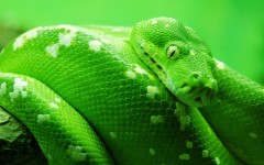 Desktop image. Animals. ID:34496