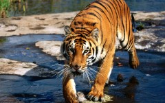 Desktop image. Animals. ID:34497