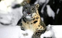 Desktop image. Animals. ID:34498