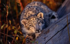 Desktop image. Animals. ID:34499