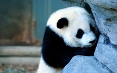 Desktop image. Animals. ID:34500