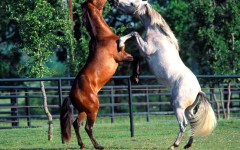Desktop image. Animals. ID:34501