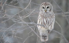 Desktop image. Animals. ID:34502