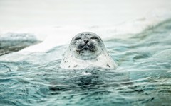 Desktop image. Animals. ID:50690
