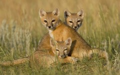 Desktop image. Animals. ID:34506