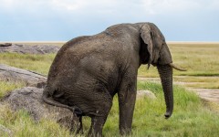 Desktop image. Animals. ID:50697