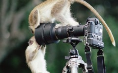 Desktop image. Animals. ID:34508