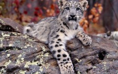 Desktop image. Animals. ID:34509