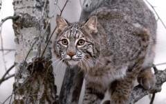 Desktop image. Animals. ID:34510