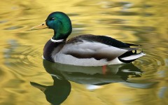 Desktop image. Animals. ID:34511