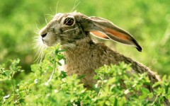 Desktop image. Animals. ID:34512