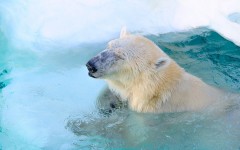 Desktop image. Animals. ID:50762