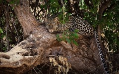 Desktop image. Animals. ID:50763