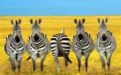 Desktop image. Animals. ID:34518