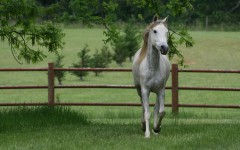 Desktop image. Animals. ID:34520