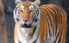 Desktop image. Animals. ID:34521