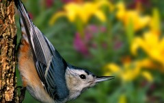 Desktop image. Animals. ID:34522