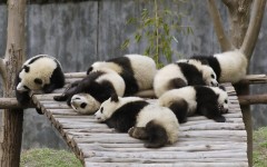 Desktop image. Animals. ID:34523