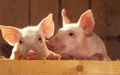 Desktop image. Animals. ID:34524