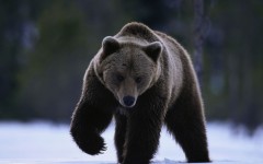 Desktop image. Animals. ID:34525