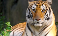 Desktop image. Animals. ID:34526
