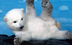 Desktop image. Animals. ID:34527