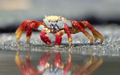 Desktop image. Animals. ID:34528