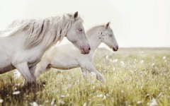 Desktop image. Animals. ID:50386