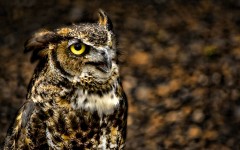 Desktop image. Animals. ID:34532