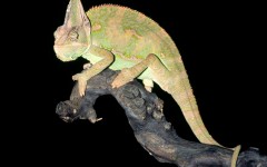 Desktop image. Animals. ID:34533