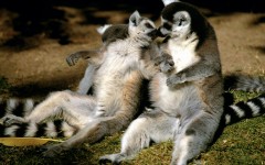 Desktop image. Animals. ID:34534