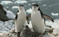 Desktop image. Animals. ID:34535