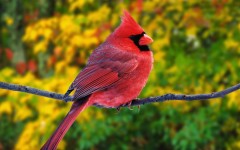 Desktop image. Animals. ID:34536