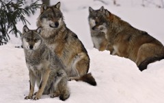 Desktop image. Animals. ID:34537